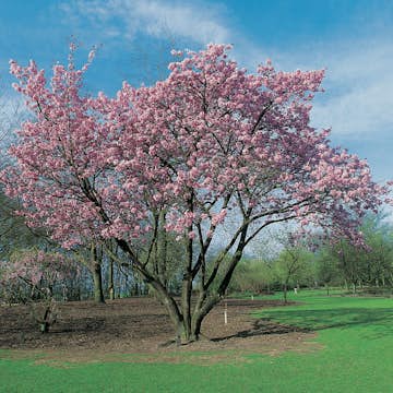 Prydnadsbuske Omnia Garden Solitär Bergkörsbär med Rosa Blomning & Grönt Lövverk, 150-200cm