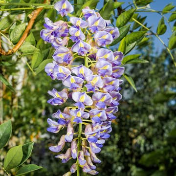 Klätterväxt Blåregn Omnia Garden Japanskt 50-80 cm