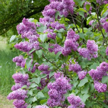 Buske Omnia Garden Syrén 50-80cm 2-4 Grenar