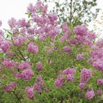 Prydnadsbuske Omnia Garden Bondsyrén