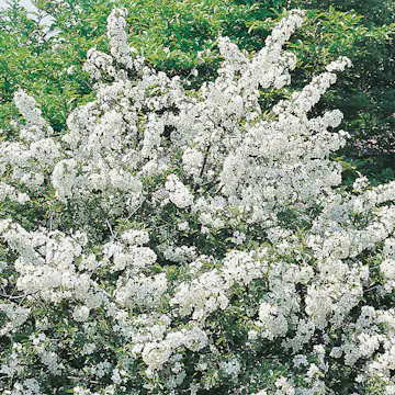 Häck Omnia Garden Bukettapel 30-50 cm