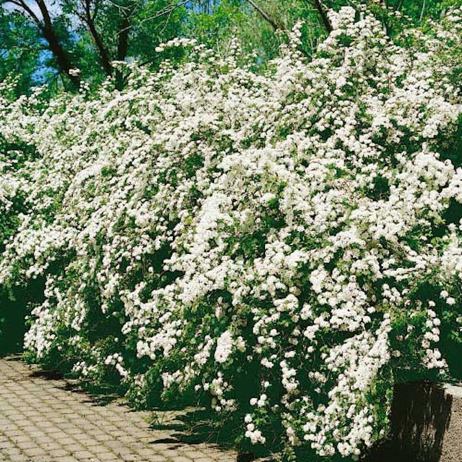 Buske Omnia Garden Bukettspirea 80-100 cm