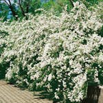 Buske Omnia Garden Bukettspirea 80-100 cm