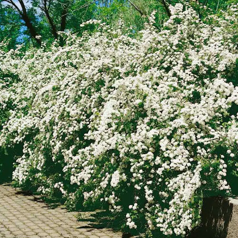 Buske Omnia Garden Bukettspirea 80 100 Cm 5 pack 101015 5 buske-omnia-garden-bukettspirea-80-100-cm-5-pack-101015-5