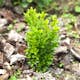 Buske Omnia Garden Buxbom 10-15 cm