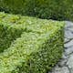 Buske Omnia Garden Buxbom 10-15 cm