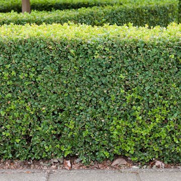 Buske Omnia Garden Buxbom 10-15 cm