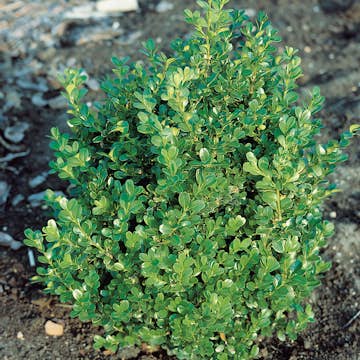 Buske Buxbom Omnia Garden (Buxus Faulkner) 20-30 cm