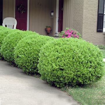 Buske Omnia Garden Buxbom Buxus Microphylla Faulkner 15-20 cm