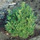 Buske Omnia Garden Buxbom Buxus Microphylla Faulkner 15-20 cm