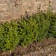Buske Omnia Garden Buxbom Buxus Microphylla Faulkner 15-20 cm