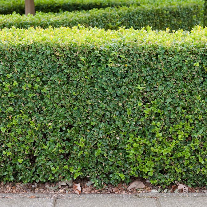 Buske Omnia Garden Buxbom Buxus Sempervirens 15-20 cm