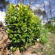 Buske Omnia Garden Buxbom Buxus Sempervirens 15-20 cm