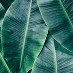 Fototapet Living Walls Designwalls DD118560