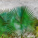 Fototapet Living Walls Designwalls DD118710