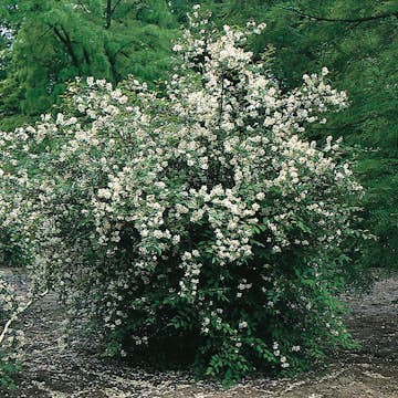 Prydnadsbuske Omnia Garden Doftschersmin 20-80 cm