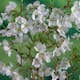Prydnadsträd Omnia Garden Dvärgkörsbär Kojou-no-mai 60 cm - Vit Blomning