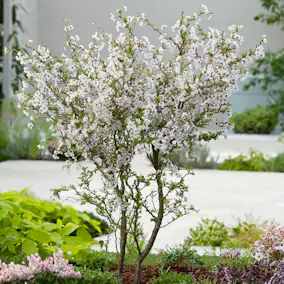 Prydnadsträd Omnia Garden Dvärgkörsbär Kojou-no-mai 60 cm - Vit Blomning
