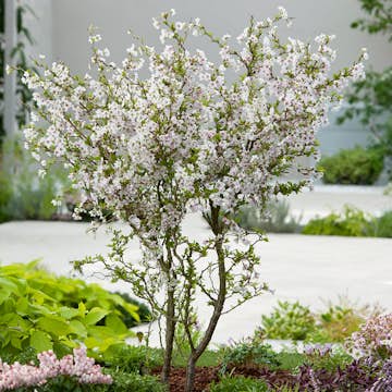 Prydnadsträd Omnia Garden Dvärgkörsbär Kojou-no-mai 60 cm - Vit Blomning