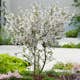 Prydnadsträd Omnia Garden Dvärgkörsbär Kojou-no-mai 60 cm - Vit Blomning