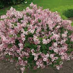 Prydnadsbuske Omnia Garden Dvärgsyrén