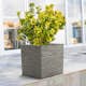 Blomkruka Recal Serenity