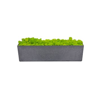 Blomkruka Recal Sonata Tapered