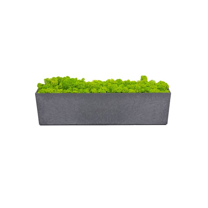 Blomkruka Recal Sonata Tapered