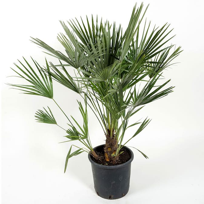 Europeisk Dvärgpalm Omnia Garden