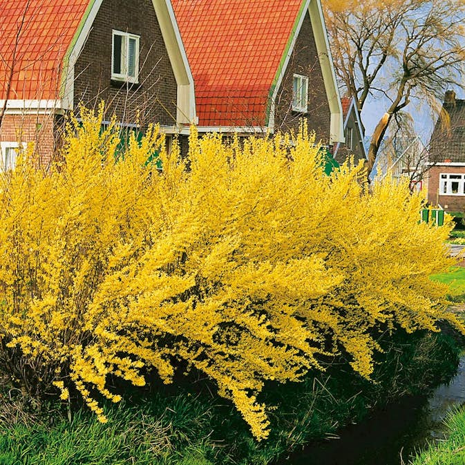 Prydnadsbuske Forsythia Omnia Garden Lynwood Gold