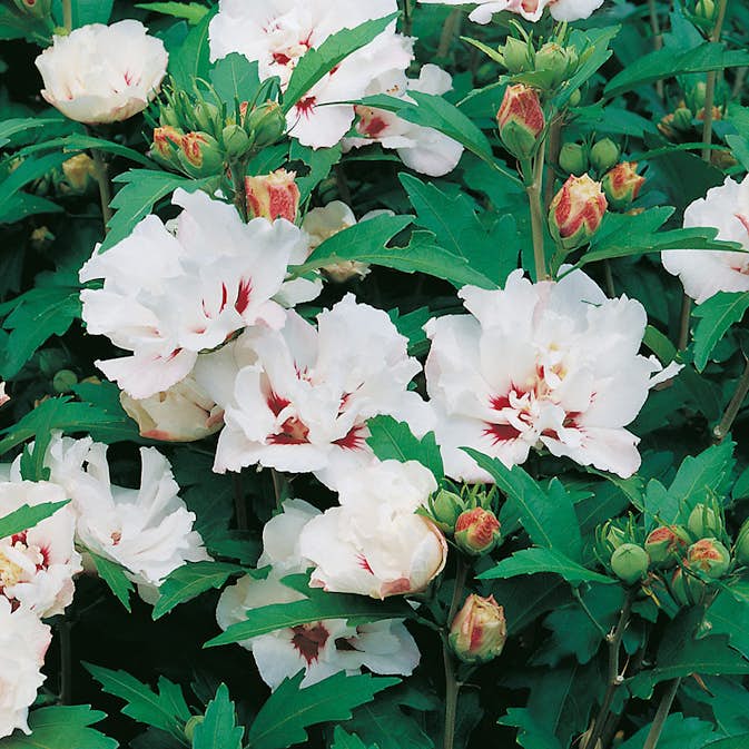Prydnadsbuske Frilandshibiskus Omnia Garden Speciosus
