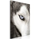 Tavla Arkiio Dog's Look