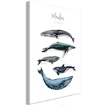 Tavla Arkiio Whales
