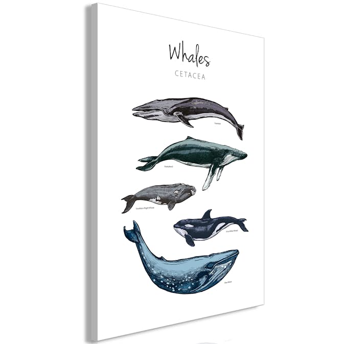 Tavla Arkiio Whales