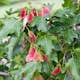 Lönn Omnia Garden Ginnala 50-80 cm