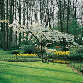 Prydnadsträd Omnia Garden Glanskörsbär Vit Blomning 150-200 cm