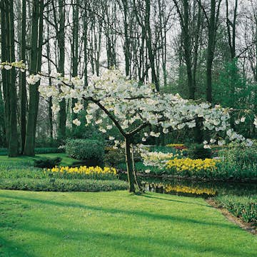 Prydnadsträd Glanskörsbär Omnia Garden 150-200 cm