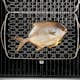 Grillhalster Weber