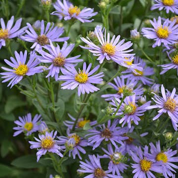 Perenn Omnia Garden Brittsommaraster Axel Tallner