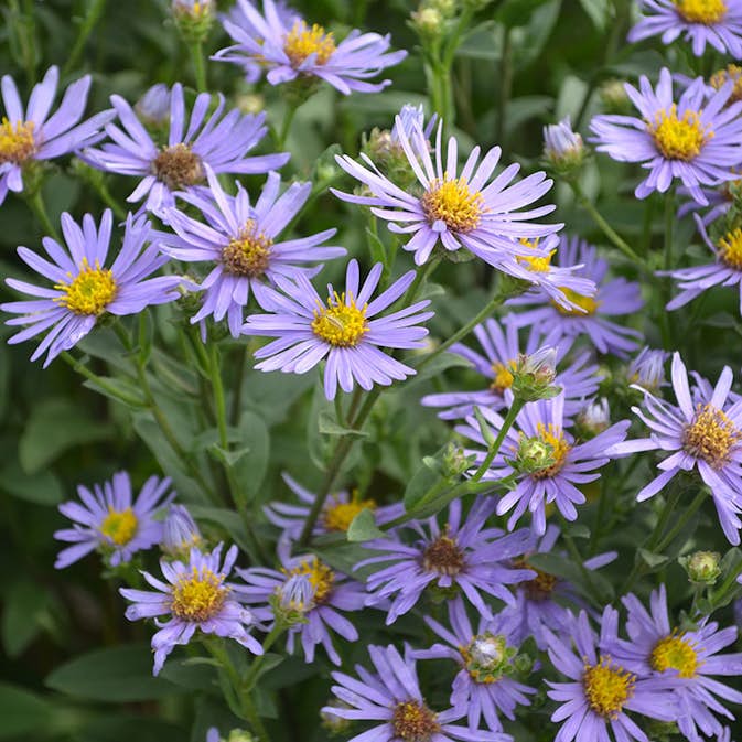 Perenn Omnia Garden Brittsommaraster Axel Tallner