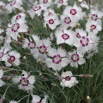Fjädernejlika Omnia Garden Marieberg