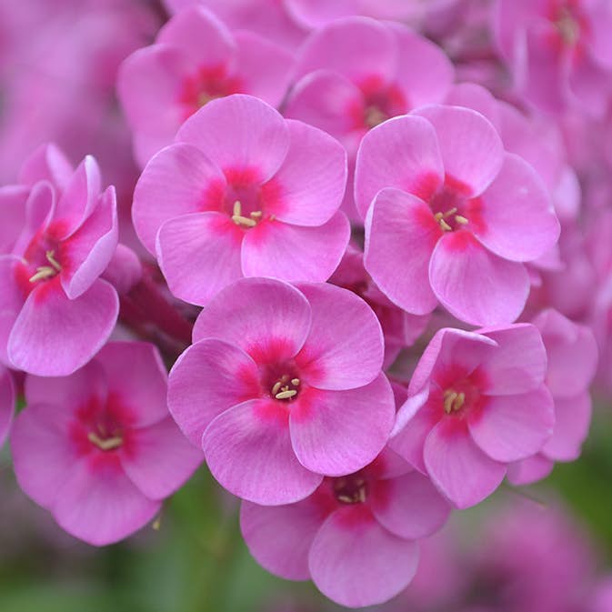 Rabattblomma Omnia Garden Höstflox Morfar Albert