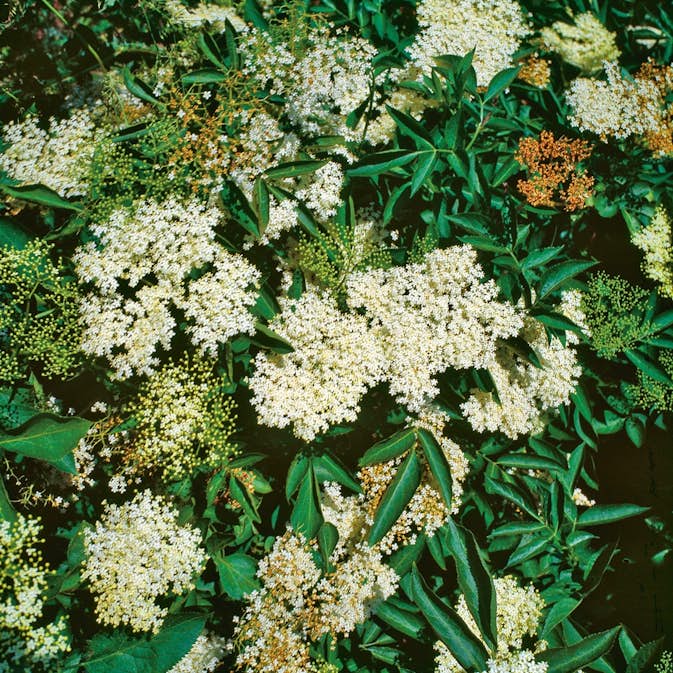 Rabattblomma Omnia Garden Fläder Bålsta 20-40cm