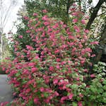 Prydnadsbuske Omnia Garden Rosenrips