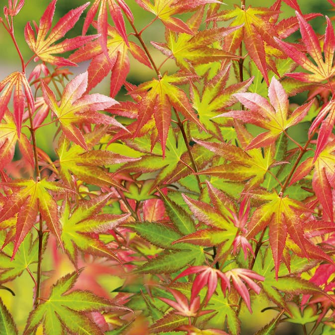 Prydnadsbuske @Plant Japansk Lönn Tsuma Gaki