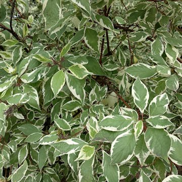 Prydnadsbuske Rysk Kornell Omnia Garden 30-50 cm