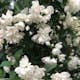 Prydnadsbuske Kameliaschersmin Omnia Garden Snowbelle