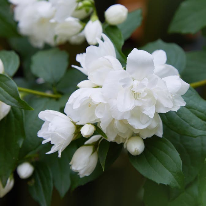 Prydnadsbuske Kameliaschersmin Omnia Garden Snowbelle