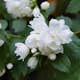 Prydnadsbuske Kameliaschersmin Omnia Garden Snowbelle