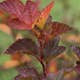 Prydnadsbuske Smällspirea Omnia Garden Amber Little Angel